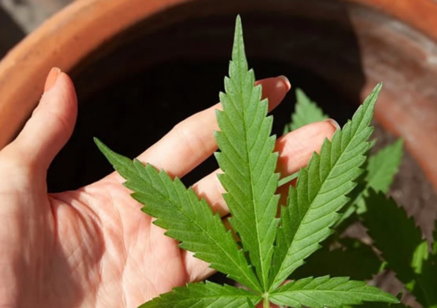 Vaporisateur CBD, Cannabis : Comparatif des meilleurs vaporisateurs à herbes  sèches pour 2023 